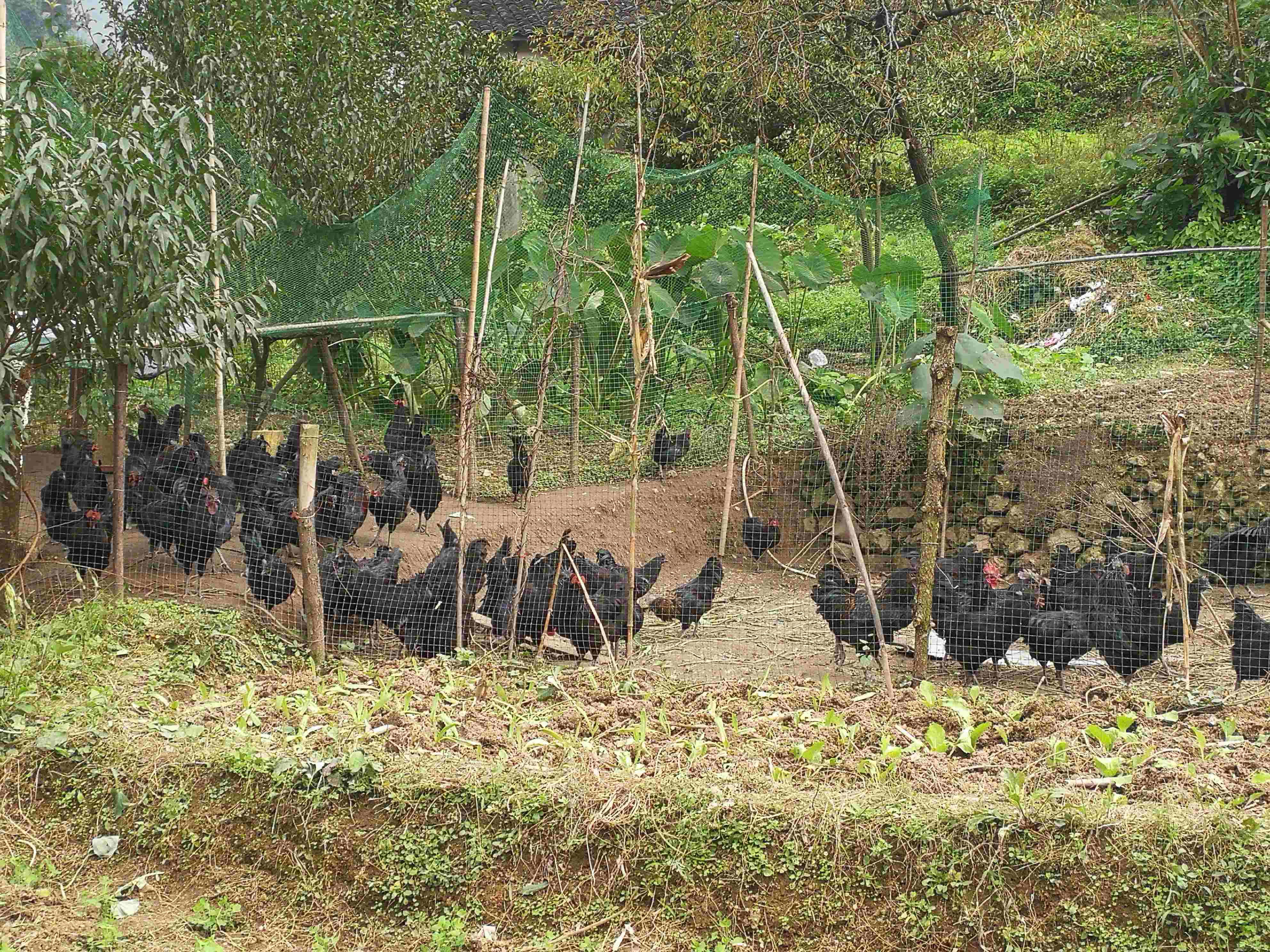 优质肉牛、跑山土鸡、黑猪.jpg