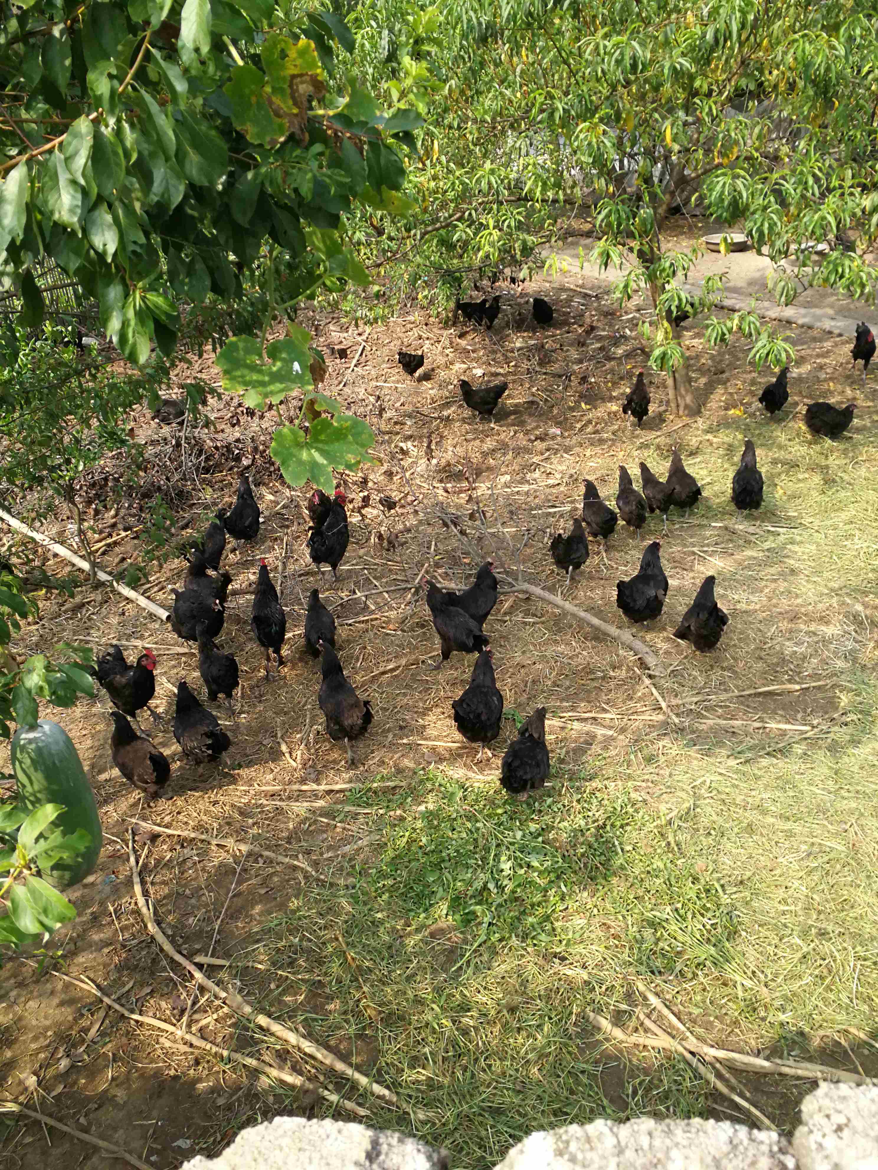 优质肉牛、跑山土鸡、黑猪1.jpg