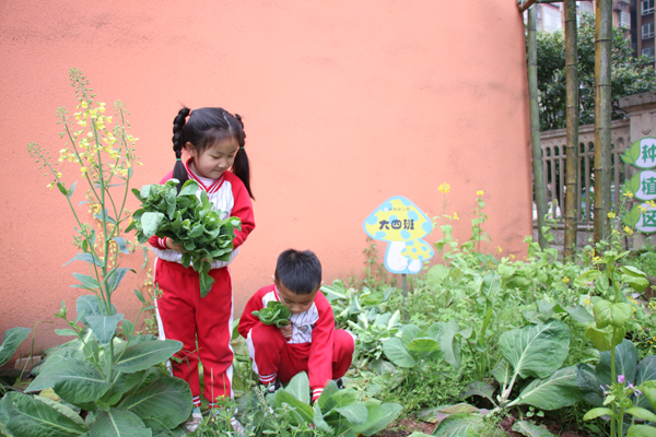 原图：幼儿摘菜（吴薇）.jpg