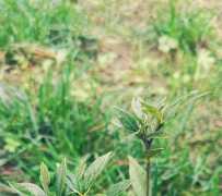 落业坝游记之植物篇